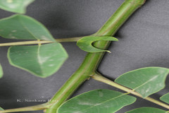 Cassia indochinensis